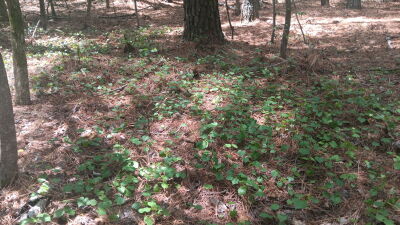 16.03 Acres near Falls Lake and Trails photo 5