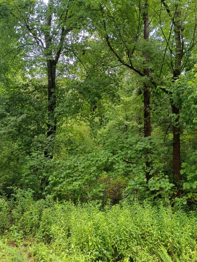 Waterfront, Mature trees, Home Site with Easy Commute photo 11