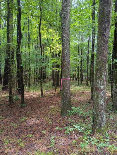 Waterfront, Mature trees, Home Site with Easy Commute photo 7