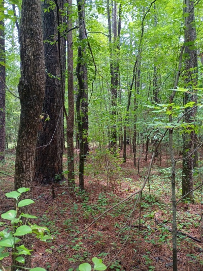 Waterfront, Mature trees, Home Site with Easy Commute photo 8