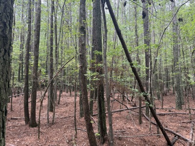 Tract D - Purnell Road photo 5