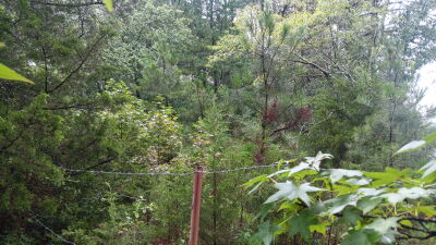 Gorgeous Property with Significant Road Frontage photo 4