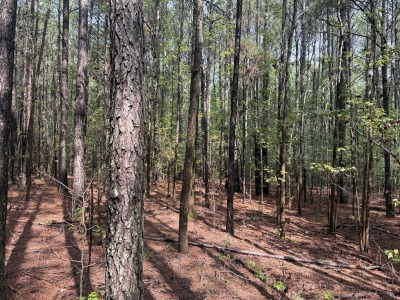 6111 Cheek Road - 15.95 Acres Durham County photo 4