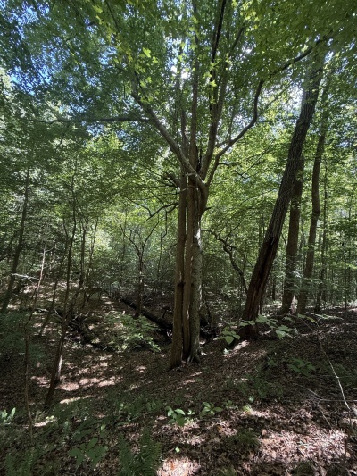 5828 Purnell Road - Tract C photo 16
