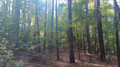 74.3 Acres Northwest Wake County photo 1