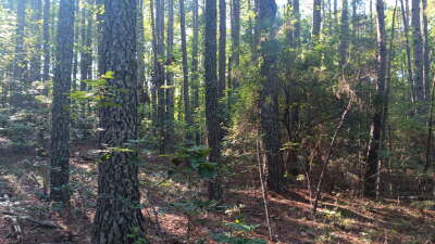 74.3 Acres Northwest Wake County photo 5