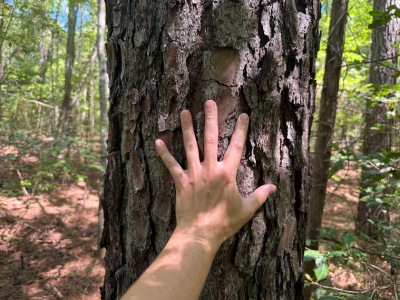 74.3 Acres Northwest Wake County photo 11