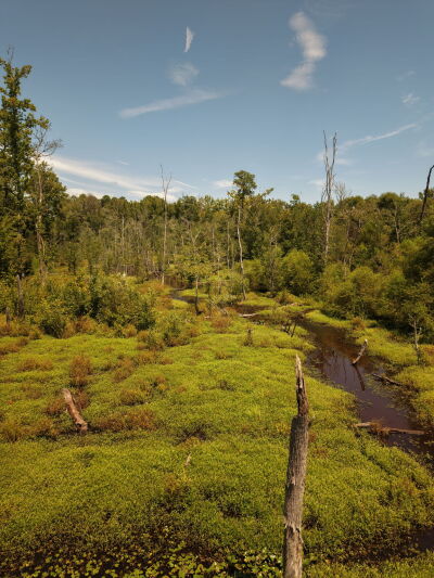 22.335 Acres on Brassfield Rd - Woodland, Pasture, South Granville photo 9