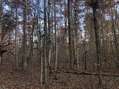 Hunting & Camping Retreat photo 2