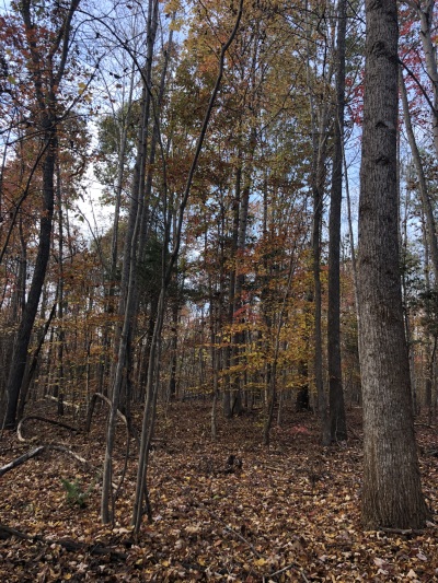 Hunting & Camping Retreat photo 3
