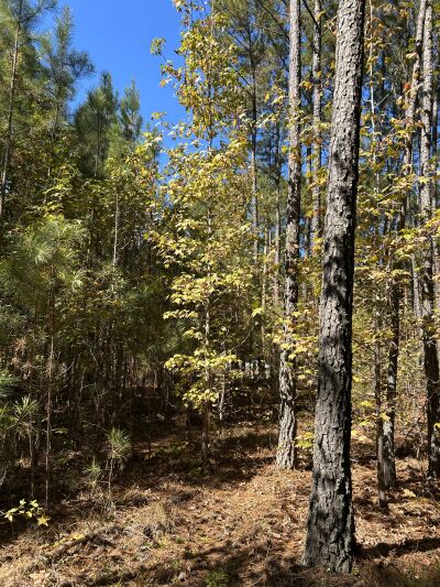 4.2+/- Acres near Beaver Dam Lake photo 2