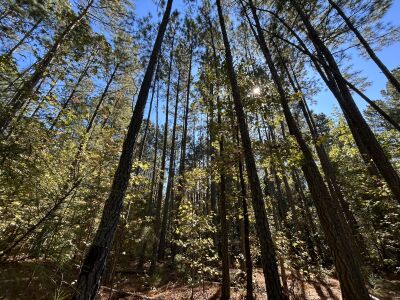 4.2+/- Acres near Beaver Dam Lake photo 3