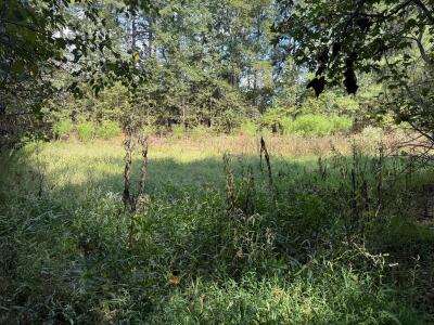 Beautiful Acreage with Potential for Multiple Lots photo 9
