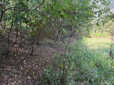 Beautiful Acreage with Potential for Multiple Lots photo 11