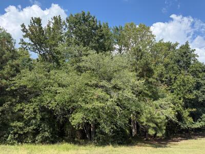Beautiful Acreage with Potential for Multiple Lots photo 12
