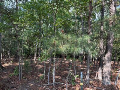Beautiful Acreage with Potential for Multiple Lots photo 13