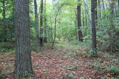 Lakeside House on 18 Acres photo 17