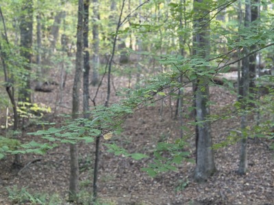 22 Acres with Significant Road Frontage photo 3
