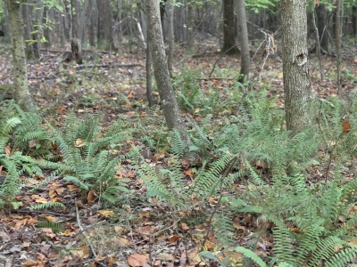 22 Acres with Significant Road Frontage photo 4