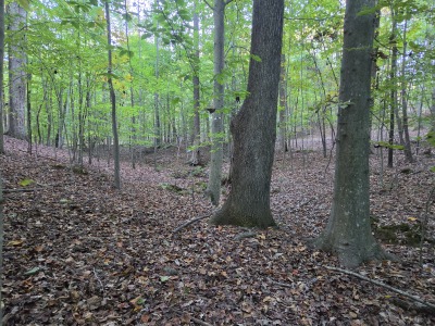 22 Acres with Significant Road Frontage photo 13
