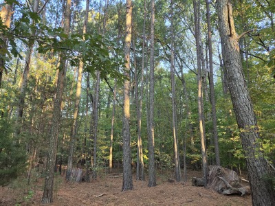 22 Acres with Significant Road Frontage photo 14