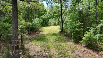 32 Acres — Merchantable Timber photo 1